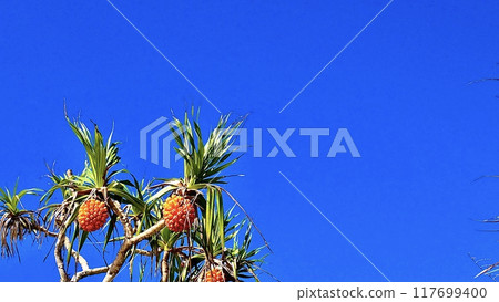 露兜樹與成熟的水果和藍天 露兜樹與成熟的水果和藍天 117699400