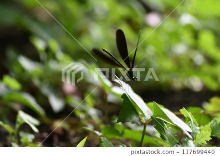 Black-tailed dragonfly, Kamakura city, Fueda Park 117699440