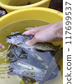 虹鱒魚 117699537