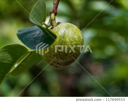 Tropical fruit tree, Annonaceae, Annona muricata 117699553