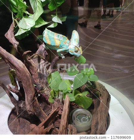 Crested chameleon at LaLaport EXPOCITY "Nifrel" 117699609