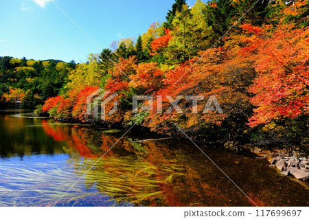 Autumn leaves reflected on the shores of Lake Shirakome 117699697