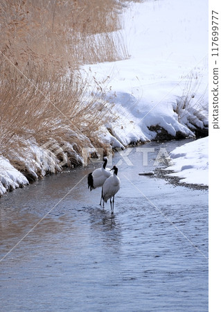 北海道鶴居村由希佐川風景 117699777