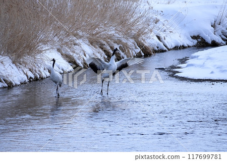 Scenery of the Setsurai River in Tsurui Village, Hokkaido Scenery of the Setsurai River in Tsurui Village, Hokkaido 117699781