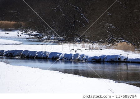 北海道鶴居村由希佐川風景 117699784