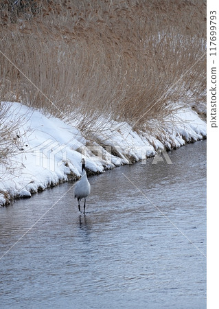北海道鶴居村由希佐川風景 117699793
