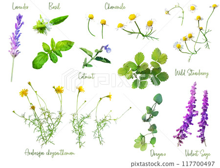 藥草插畫素材套裝1 117700497