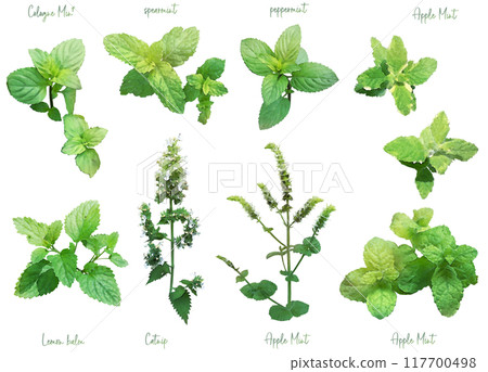 Herb illustration material set 2 (mint) Herb illustration material set 2 (mint) 117700498