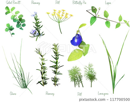 藥草插畫素材集4 117700500