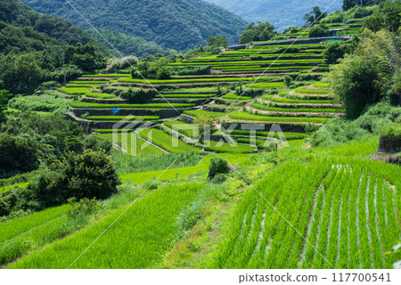 Scenery with rice terraces 117700541
