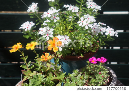 A pot of Madagascar periwinkle and portulaca A pot of Madagascar periwinkle and portulaca 117700638