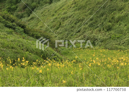 Flowers in full bloom at Yuusuge Park, the southernmost tip of the Izu Peninsula Flowers in full bloom at Yuusuge Park, the southernmost tip of the Izu Peninsula 117700738