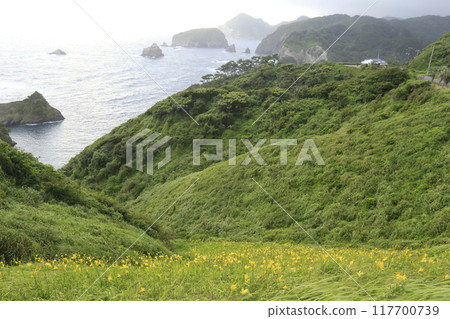 伊豆半島最南端,湯菅花盛開 伊豆半島最南端,湯菅花盛開 117700739