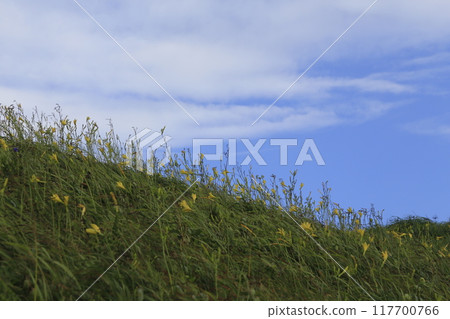 伊豆半島最南端的湯菅公園內鮮花盛開 117700766