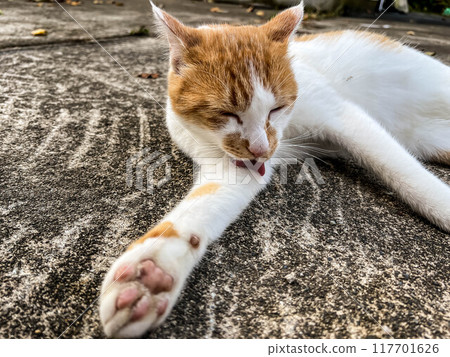 Autumn grooming ~Lazy kitty~ Autumn grooming ~Lazy kitty~ 117701626