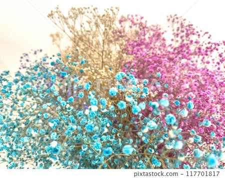 Three colors of baby's breath 117701817