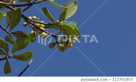 Slow-motion green bird eating from tree flowers under clear blue sky Slow-motion green bird eating from tree flowers under clear blue sky 117701955