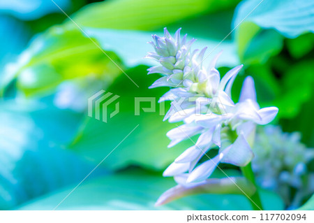 初夏的溫柔陽光與大葉寶石的綻放 初夏的溫柔陽光與大葉寶石的綻放 117702094