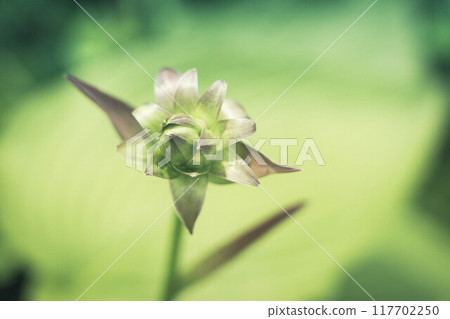 The gentle sunlight of early summer and the blooming large-leaved giboju The gentle sunlight of early summer and the blooming large-leaved giboju 117702250