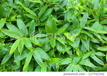 Bamboo shoots with dazzling new growth Bamboo shoots with dazzling new growth 117702342