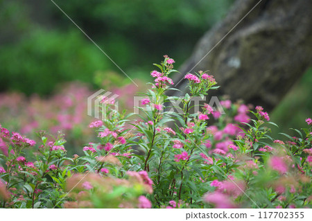 Flowers blooming in the park 4 117702355
