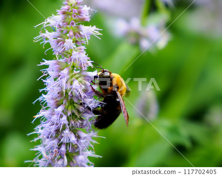 Carpenter bee collecting nectar in a lavender field Carpenter bee collecting nectar in a lavender field 117702405