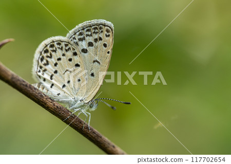 Yamato Shizimi 117702654