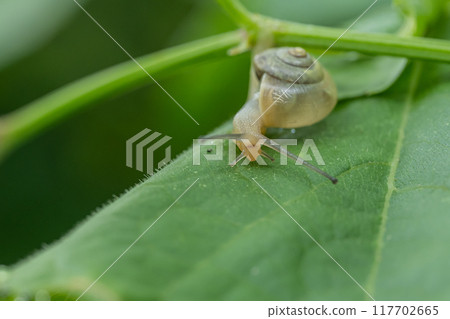 草地上的蝸牛（草地上的蝸牛） 117702665