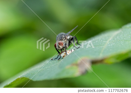A flesh fly eating food A flesh fly eating food 117702676