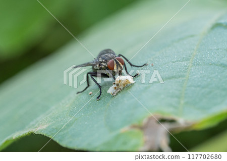 A flesh fly eating food 117702680