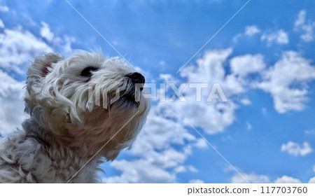 Blue sky and West Highland White Terrier Blue sky and West Highland White Terrier 117703760