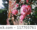 Rose of pink 117703761