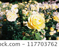 Yellow Rose 117703762
