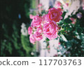 Pink rose 117703763