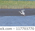 Ariake Sea: Egret taking off 117703770