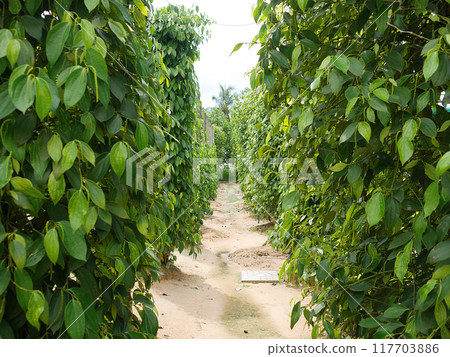 Peppercorn field 117703886