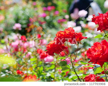 色彩繽紛的玫瑰花園盛開 色彩繽紛的玫瑰花園盛開 117703908