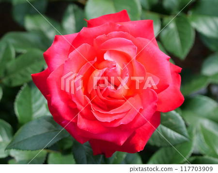 盛開的紅玫瑰 117703909