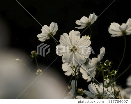 White cosmos 117704007