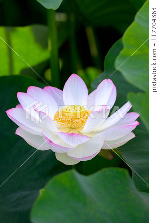 Freshly bloomed lotus Freshly bloomed lotus 117704363