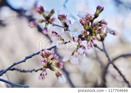 一個感覺像春天的早晨 117704666