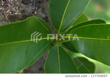 Top view of Alexandrian laurel shoot with leaves. 117704697