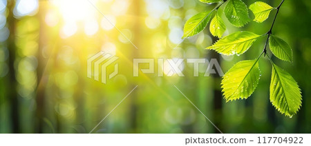 A close-up of fresh green leaves with sunlight filtering through the trees, creating a peaceful and vibrant natural atmosphere. 117704922