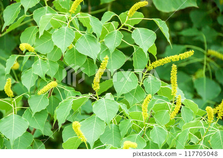 Chinese tallow tree flower close-up 117705048
