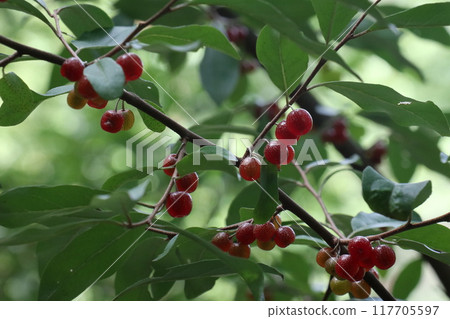 秋天成熟的龜尾的紅色漿果 117705597