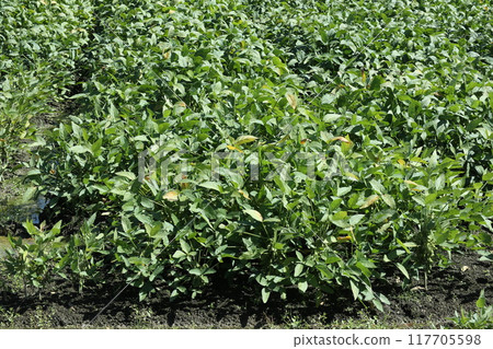 毛豆成熟時的大豆田 117705598