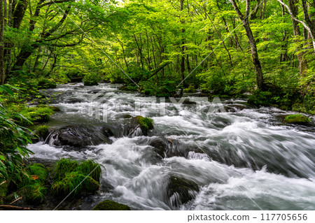 The Sanran stream is particularly famous in the Oirase Gorge, which I visited on a solo trip to Aomori. 117705656