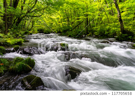 The Sanran stream is particularly famous in the Oirase Gorge, which I visited on a solo trip to Aomori. 117705658