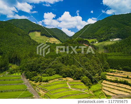 Scenery of rice terraces 117705675