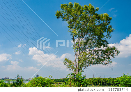 Summer scenery of the Yodo River riverbed, Hirakata City Summer scenery of the Yodo River riverbed, Hirakata City 117705744